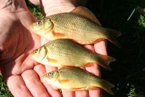 young crucian carp.jpg